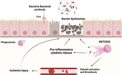 The role of neutrophil extracellular traps in necrotizing enterocolitis